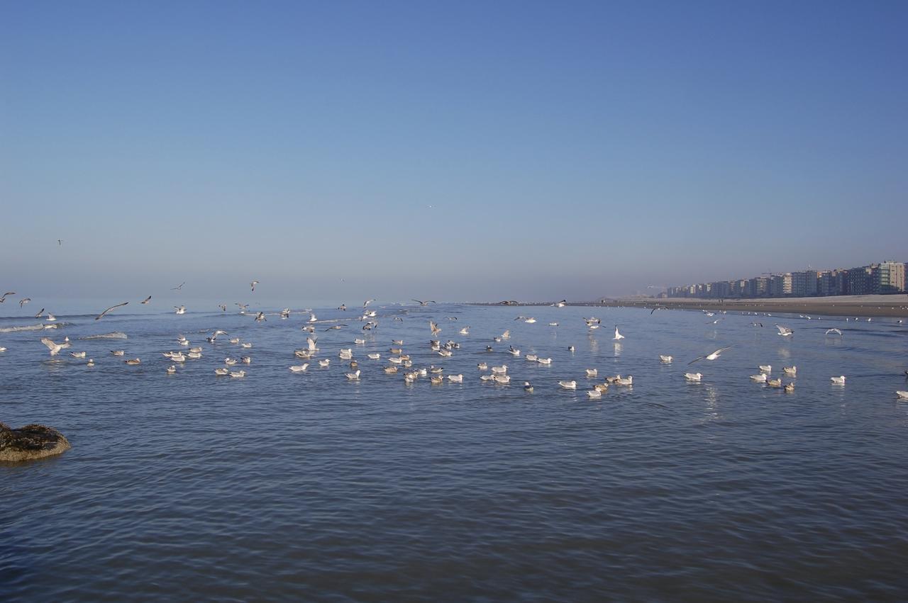 White Princess Koksijde Dış mekan fotoğraf
